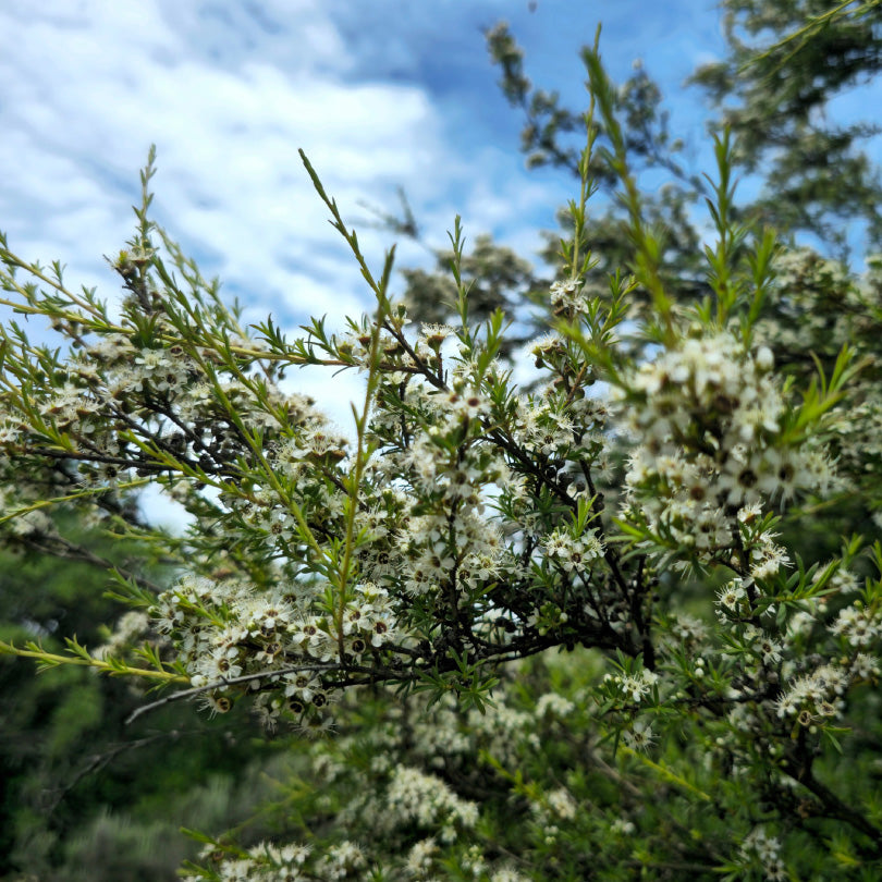 Kānuka tree in NZ native bush