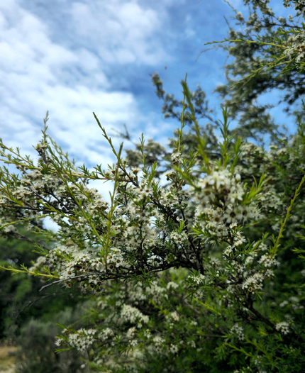 Kānuka tree in NZ native bush